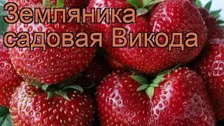 Земляника садовая Викода (fragaria ananassa vikoda) 🌿 обзор: как сажать, рассада земляники Викода
