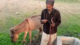 VILLAGE ANIMALS PARTY! Cows, Chickens & Goats HAVE THE WILDEST DAY in Pakistani Village_ 🐓🐐🇵🇰