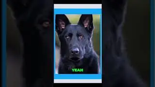 Why Your Dog is Play Biting You