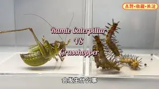 Ramie Caterpillar VS  Grasshopper