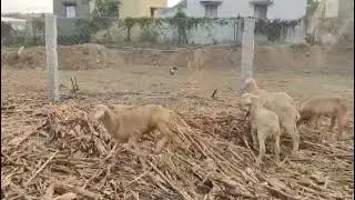 Ramappa Sheep And Goat Farm   Near Hindiganala Sheep Market H Cross 9972243666/8453422358