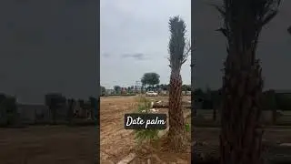plant#Date palm# working time for landscaping