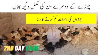 2nd Day Chicks Care | Feed, Growth & Health Tips for Poultry Farming 2025