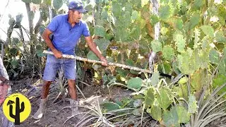 [VIDA NA ROÇA] Major, corta Palma de espinho e Queima para o Gado - Parte 01 🌵