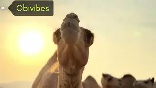 Camels in the Desert | Peaceful & Relaxing Camel Video 🐪🎶