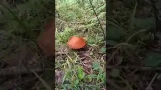 Clip 3