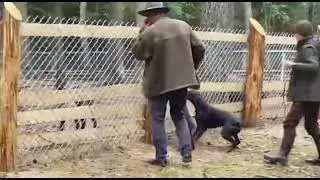 Gonczy Polski Tuba und die Sauen🐗