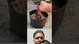 Making cuttings from living trees.#vairal#tree#bangladesh#shot#international#top#youtubeshorts#funny