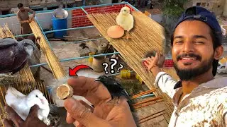 Batair Ka Bacha Phir Kauwa Le Gaya😭 | Hum Or Parinday | Pets Vlog