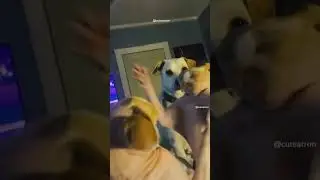 Oops and Pawfails: Hilarious Pet Mishaps