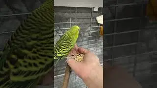 Feeding my hungry Almond & pistachio