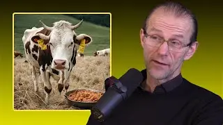 Professor: - Storfe B&oslash;r Ikke F&aring; KRAFTFOR
