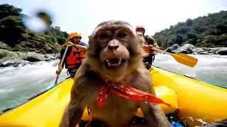 Monkey vloger || Haridwar to Rishikesh || google vevo 3 Ai