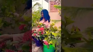 गमले से इतने सारे नींबू! 🍋 यकीन नहीं होगा !Lemon hasvesting from tarrace #shortsviral #shorts