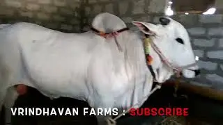 ONGOLE BULL , ongole gitta : SUBSCRIBE