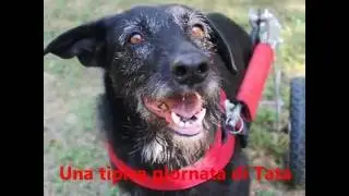 Il Rifugio del Cane di Merlara Presenta Una Giornata Tipica di Tata