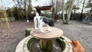 Lucy, Tully, Wilbur, Eddy in Woofer Park (Mon)
