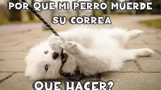 Que hacer si mi PERRO MUERDE la correa al CAMINAR.🐕‍🦺