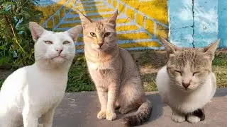 COLD MORNING SURPRISE: Stray Cats Come Inside!