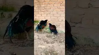Aseel Murga lover#aseelbirds #birds #aseelmurgalover