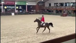 Vinnie van het Netehof - BWP Stallion Approvals