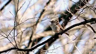 Dziedātājstrazds | Song Thrush (Turdus philomelos)