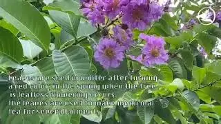 Lagerstroemia Speciosa - Queen Crape Myrtle