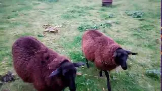 Meine schwarzen Ostfriesischen Milchschafe :)