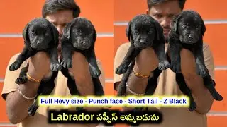 top quality Labrador puppies for sale in telugu/79812 13405 /aj pets
