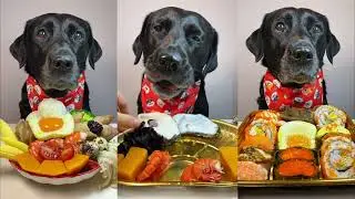 Feeding My Dog a Full Luxury Dinner | Viral Mukbang #eatingsounds #dog 