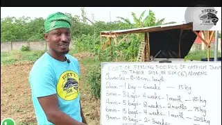 THE COST OF FEEDING 500 PCS OF CATFISH JUVENILES TO TABLE SIZE IN 2025 PART 1