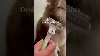 HOLISTIC SPA | SALON-QUALITY FUR CARE | GROOMING TOOLS | PAWSNCOLLARS