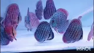 Vertical Tiger Turquoise Discus, Malaysian Imports @ RM Aquatics, Andheri, Mumbai 9004767602
