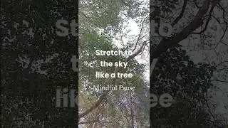 Stretch to sky | tree - Stop Scrolling | Mindful Pause #mindfulpause #stopscrolling #presentmoment