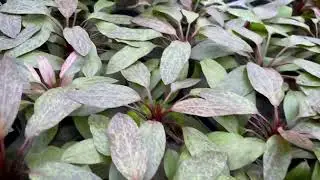 Echinodorus Purpurea at Aquafleur International