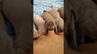 Nursing Puppies! #Shorts #Weimaraners