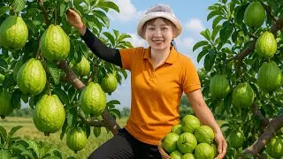 [TIMELAPSE] -- 488 Days Harvesting Many Wild Guava, Red Jackfruit Go To Sell | H&agrave; Countryside