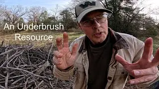The Undertold Underbrush Story