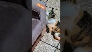Cat scent marking| Cat fighting video |