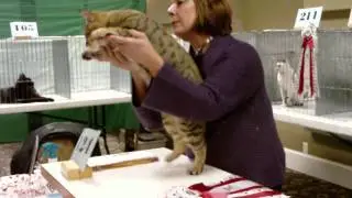 TICA Cat Show AB Final in Ferndale, WA, February 12-13, 2011, Judge Pamela Barrett