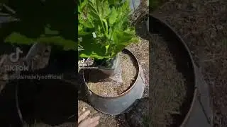 Another Berry Bush Added To My Orchard
