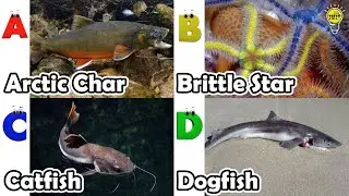 Cute ocean animals | ABC phonics animals | ABC Sea Animals song | English and Animals for Kids
