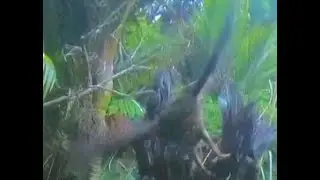 New Zealand Ruru, (Morepork)
