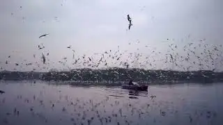BIRDS FLYING LIKE A DESIGN