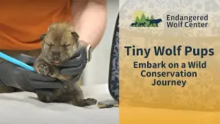 Tiny Wolf Pups Embark on a Wild Conservation Journey