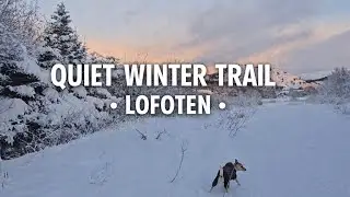 Real outdoor Quiet Winter Trail with Dog &mdash; Lofoten