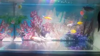aquarium #fish #aqurium #aquarium #ikanhias