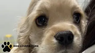 The Cutest Dog Moments Caught on Camera! | Videos compilation | Dog Lovers Core |  PART 1