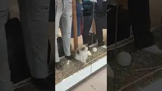 Display Cat not for Sale