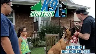 South African Boerboel , Long Island dog training, Training tips, K9 Control TV